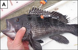 Tagged black sea bass - no external signs of barotrauma.