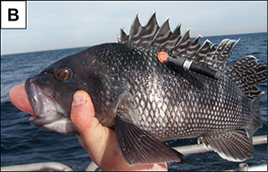 Tagged black sea bass - stomach eversion.