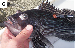 Tagged black sea bass - exopthalmia.