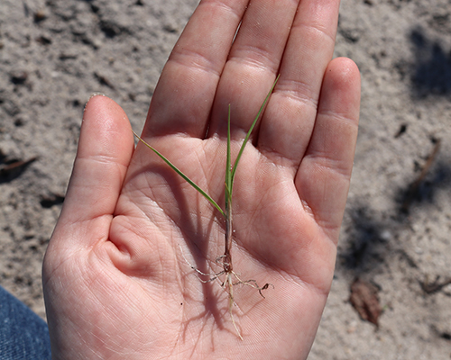 Young nutsedge plant.
