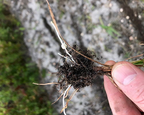 Yellow nutsedge nut formation.