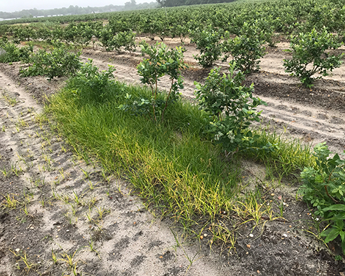 Nutsedge infestation in blueberry crop.