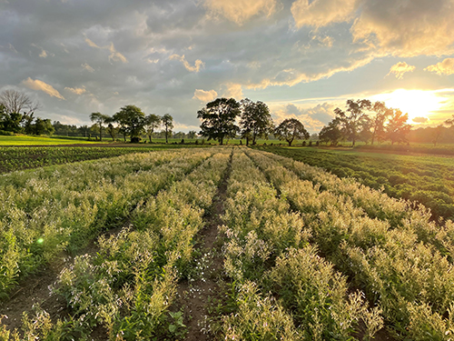 How farmers modified planting equipment to match production goals