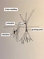 Seedling structure.