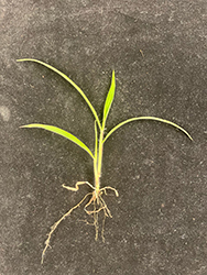 Large crabgrass. Image courtesy of Thierry Besancon.