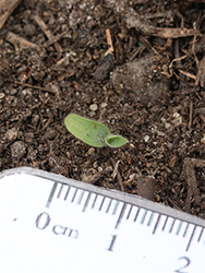 Seedling with two leaves.
