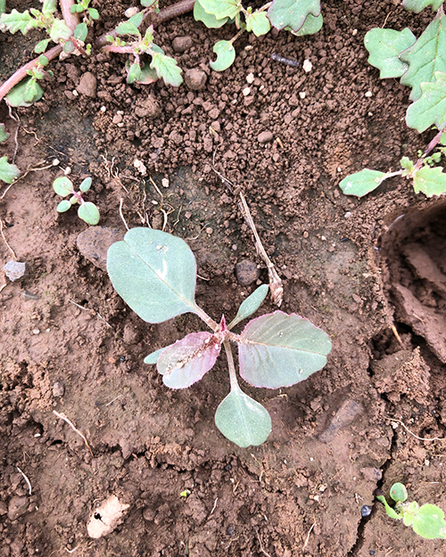 Redroot pigweed seedling.