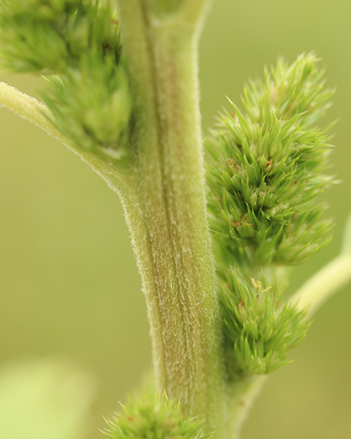 Redroot pigweed axillary inflorescence.