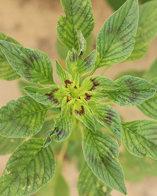 Redroot pigweed leaves.