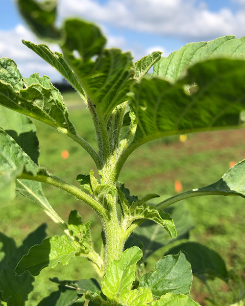 Redroot pigweed plant.