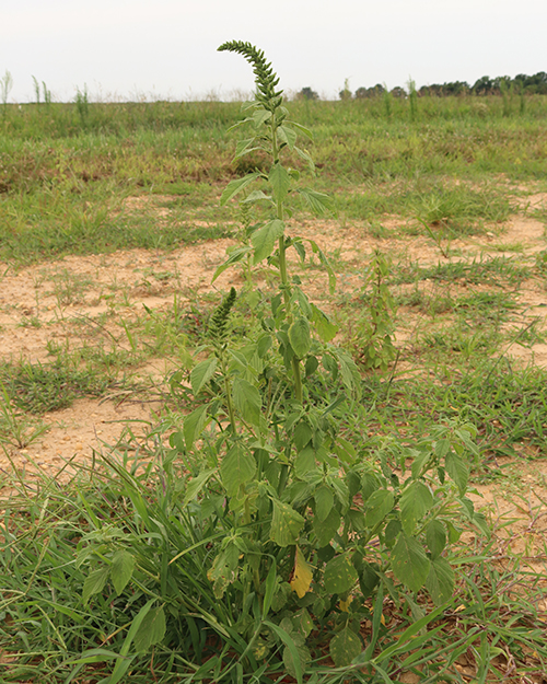 Redroot pigweed pubescence.