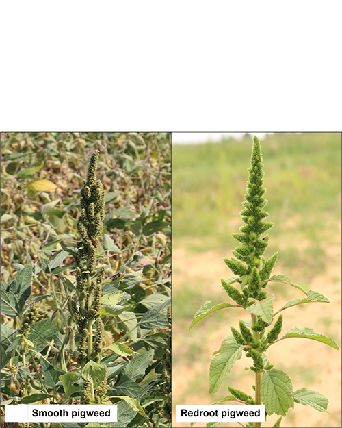 Smooth vs redroot pigweed seedhead.