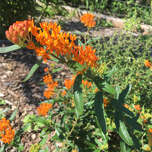 Butterfly Weed.