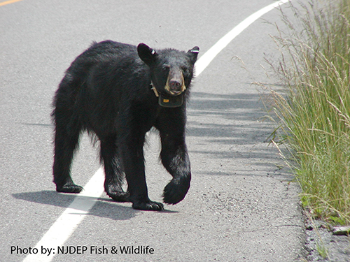 Photo: Black bear walking on the edge of a cornfield.