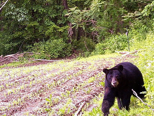 Photo: Black bear that was ear tagged.