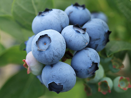 Blueberries on bush, left.