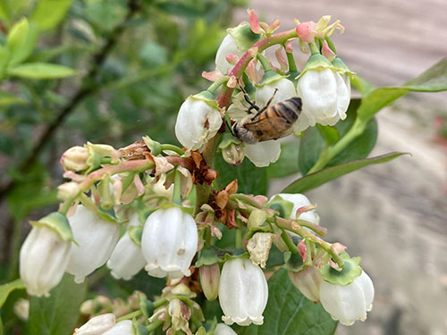Blueberries on bush, right.