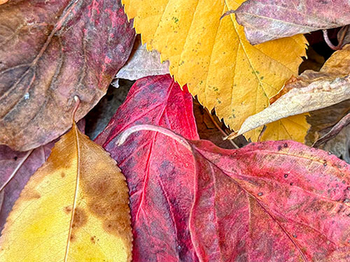 Photo: Leaves panorama photo 2 of 3.