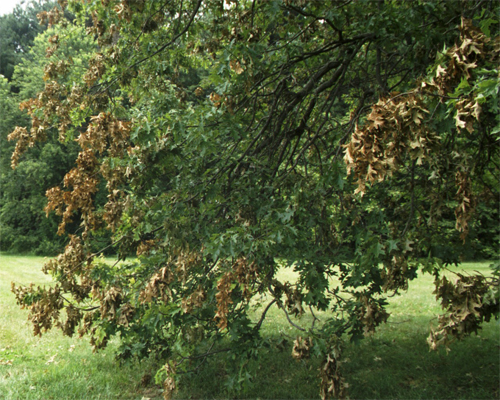 Fig. 1: A tree showing cicada damage.