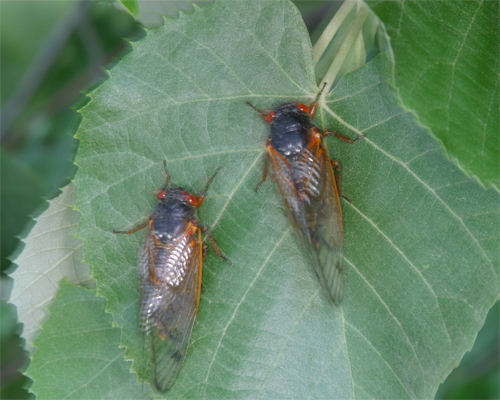 Fig. 2: Two adult periodical cicadas on a leaf.