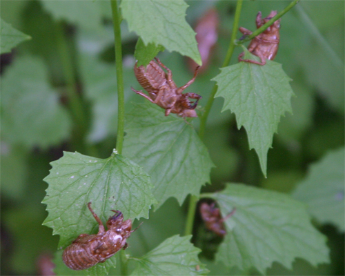 Fig. 3: Several nymphal cicadas on leaves.