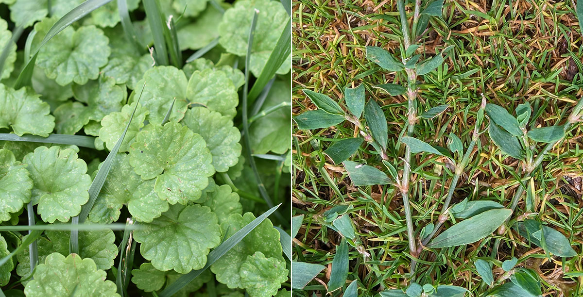 Common Weeds in Maryland  Weed Identification and Management