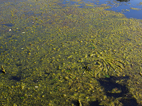 Filamentous algae.