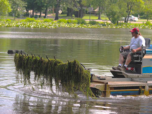 Harvesting coontail aquatic plant.