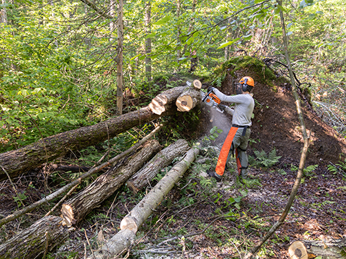 Practicing chain saw safety.