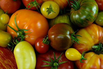 Selecting the Best Tomato Varieties for Your Garden