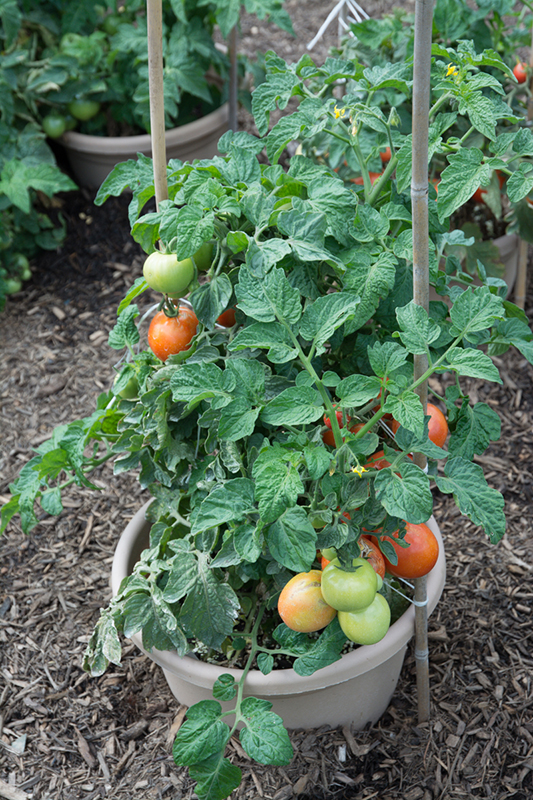 FS678: Tomatoes in Home Garden (Rutgers