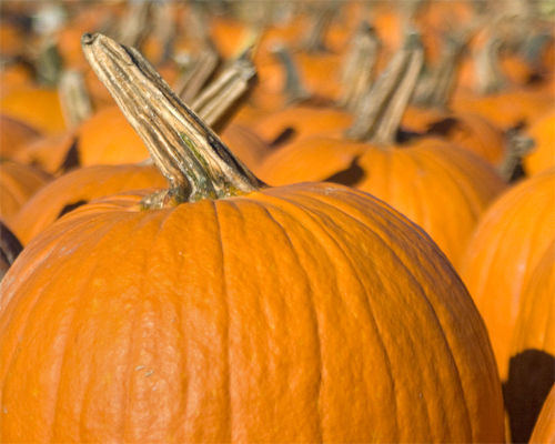 Photo: Pumpkins.