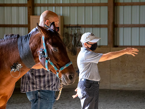 Photo: A veteran partakes in Equine Assisted Activities as a part of research looking into the assessment of the wellbeing of horses that participate in these types of activities.
