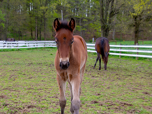 Photo: We know that mares and foals undergo physiological stress upon weaning or separation. Research has been conducted at the Equine Science Center to assess weaning stress.