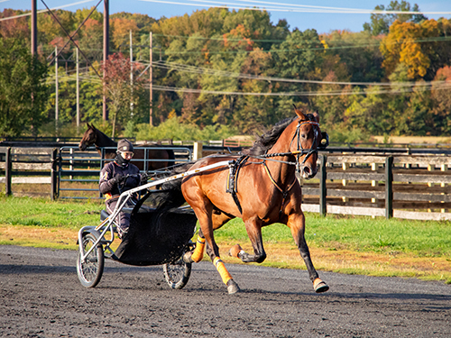 Photo: A racehorse in training certainly may undergo physiological stress. Pictured is New Jersey trainer Julie Miller from Miller Racing Stables.