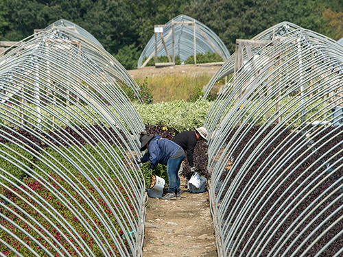 Two farmworkers place potted shrubs in hoop houses.