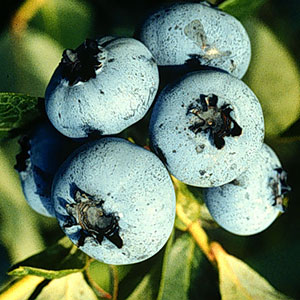 Blueberries on bush.