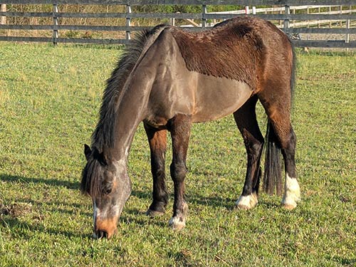 An old pony eating grass, with a partial hair clip.
