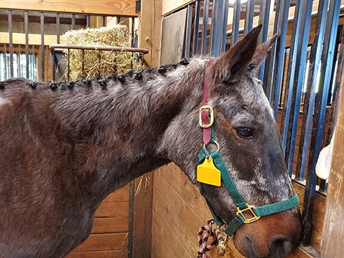 An old horse with braids in the mane and long fuzzy gray hairs.