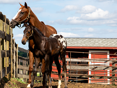 An Appaloosa mare and foal at Concord Stud Farm in Cream Ridge, New Jersey.