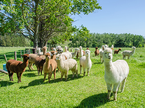 Alpacas in a farm.