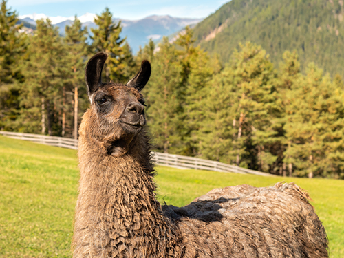 Brown llama.