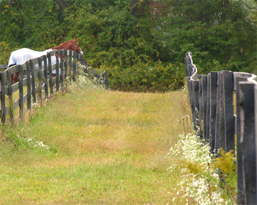 Photo: Weed fenceline with horse.