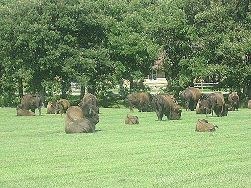 American Bison.