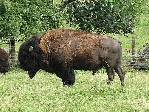 Three bisons in field.