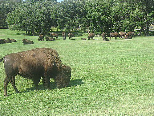 Wild bison in field.