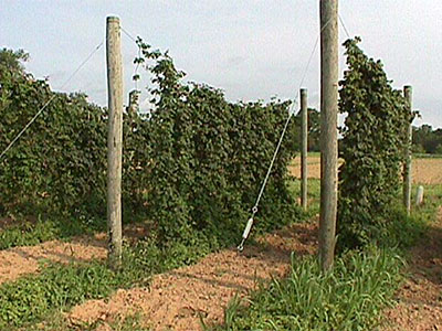 Hop Twine - 20 ft.