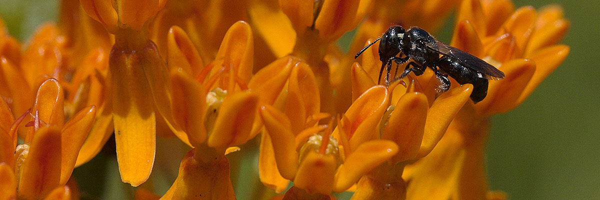 Butterfly weed pollinators.
