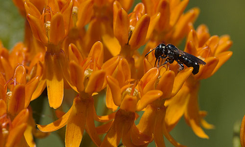 Butterfly weed pollinators