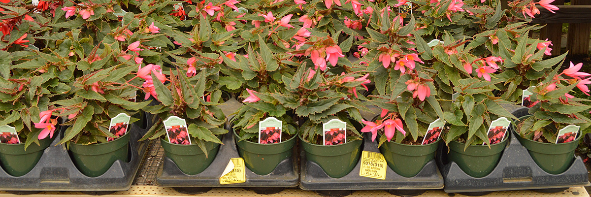 Begonias ready for sale.
